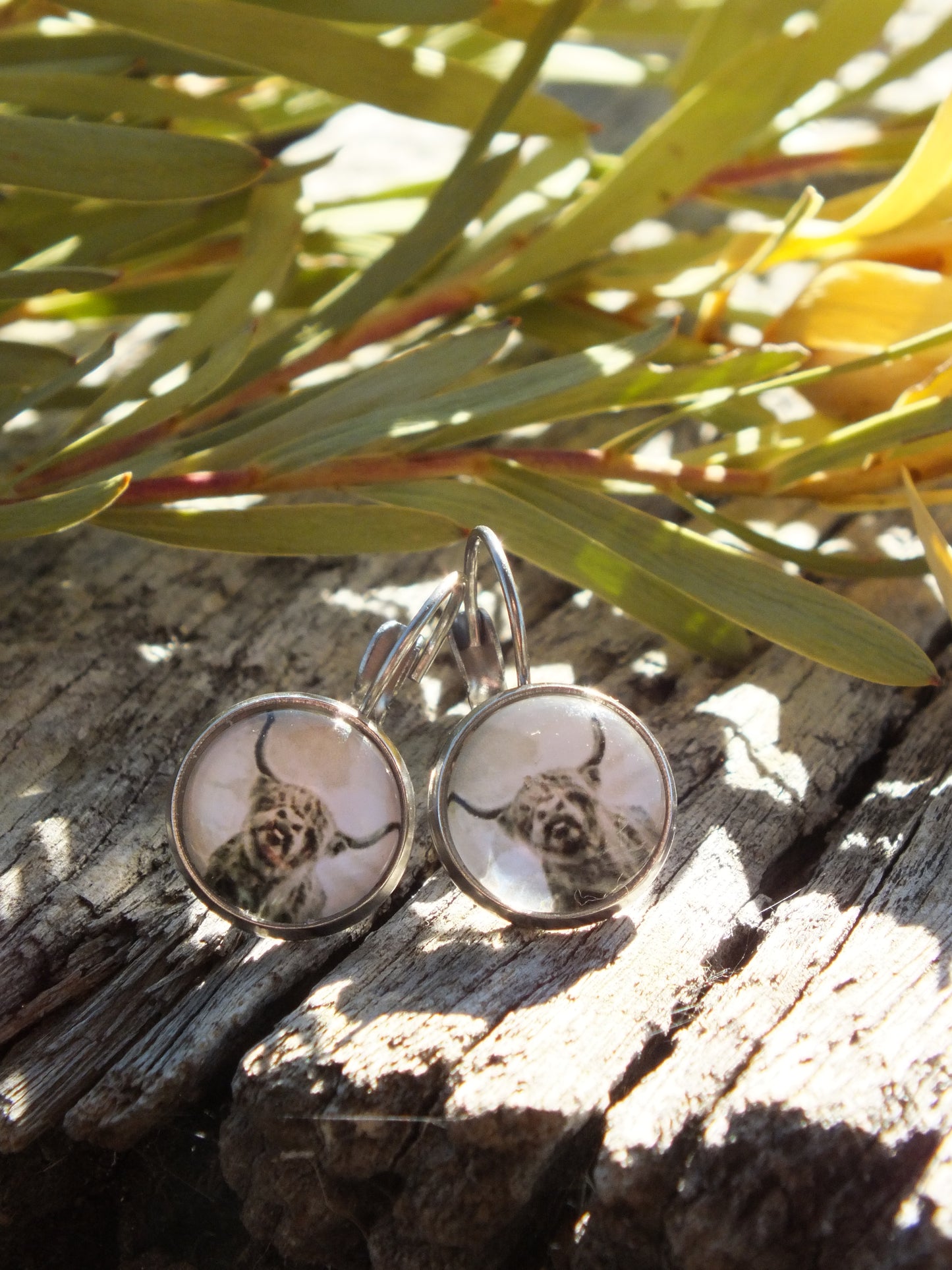 "Cheeky Cow" Highland Cattle Cabochon Earrings