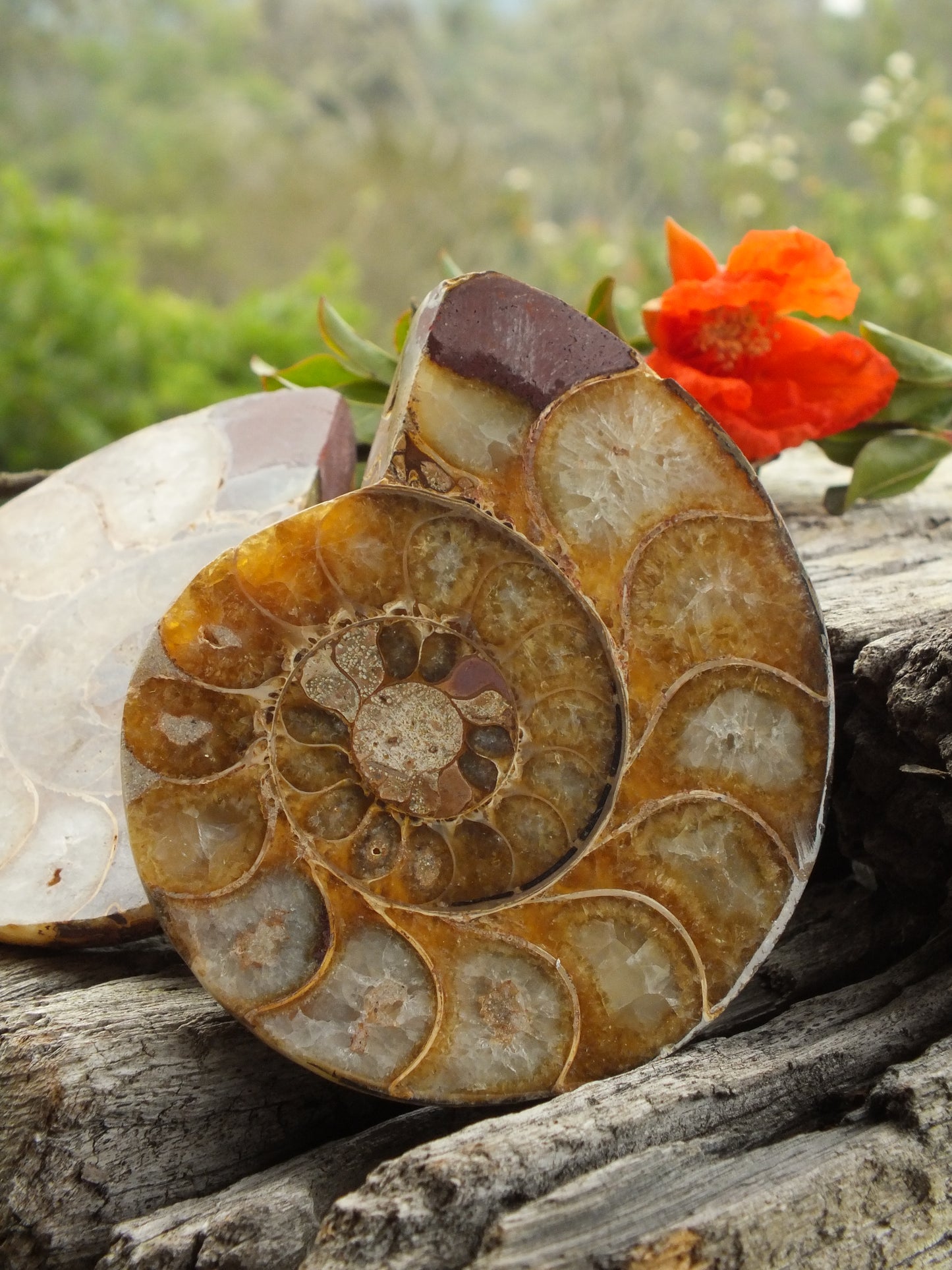 Beautiful Ammonite Pair