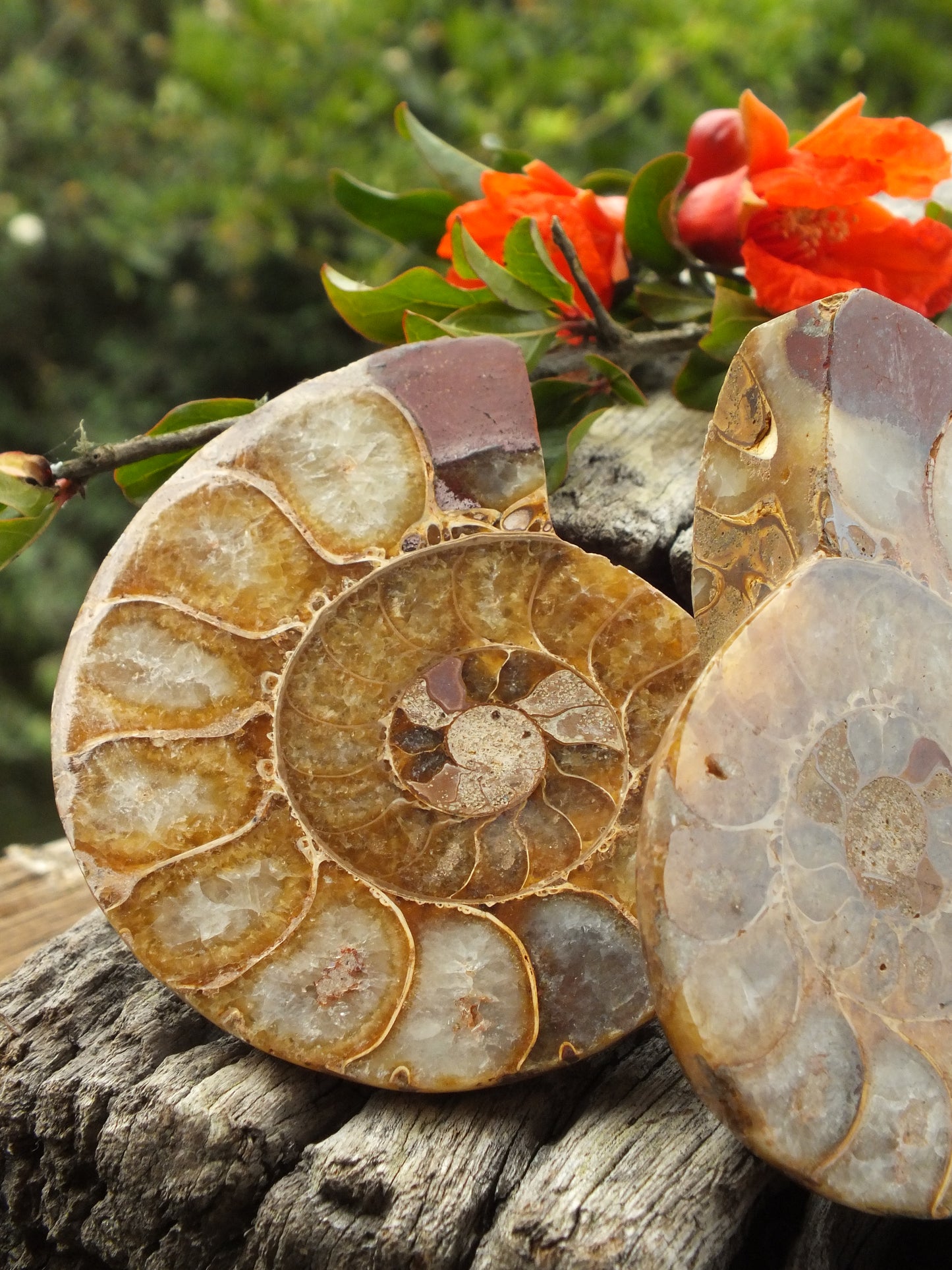 Beautiful Ammonite Pair