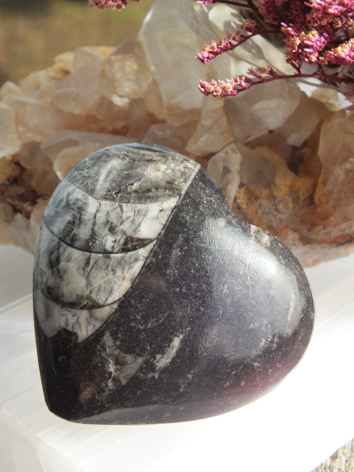 Orthoceras Heart