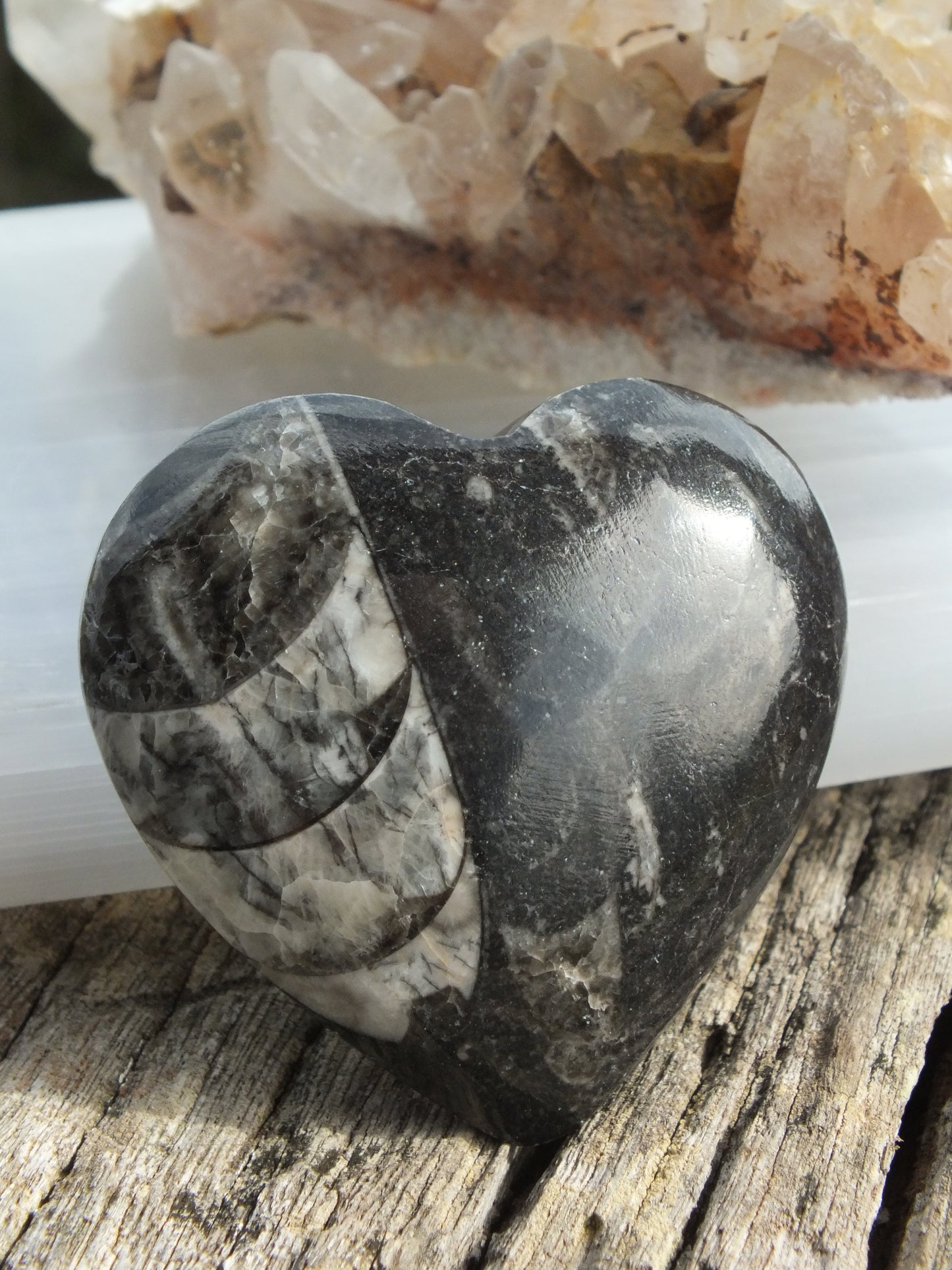 Orthoceras Heart