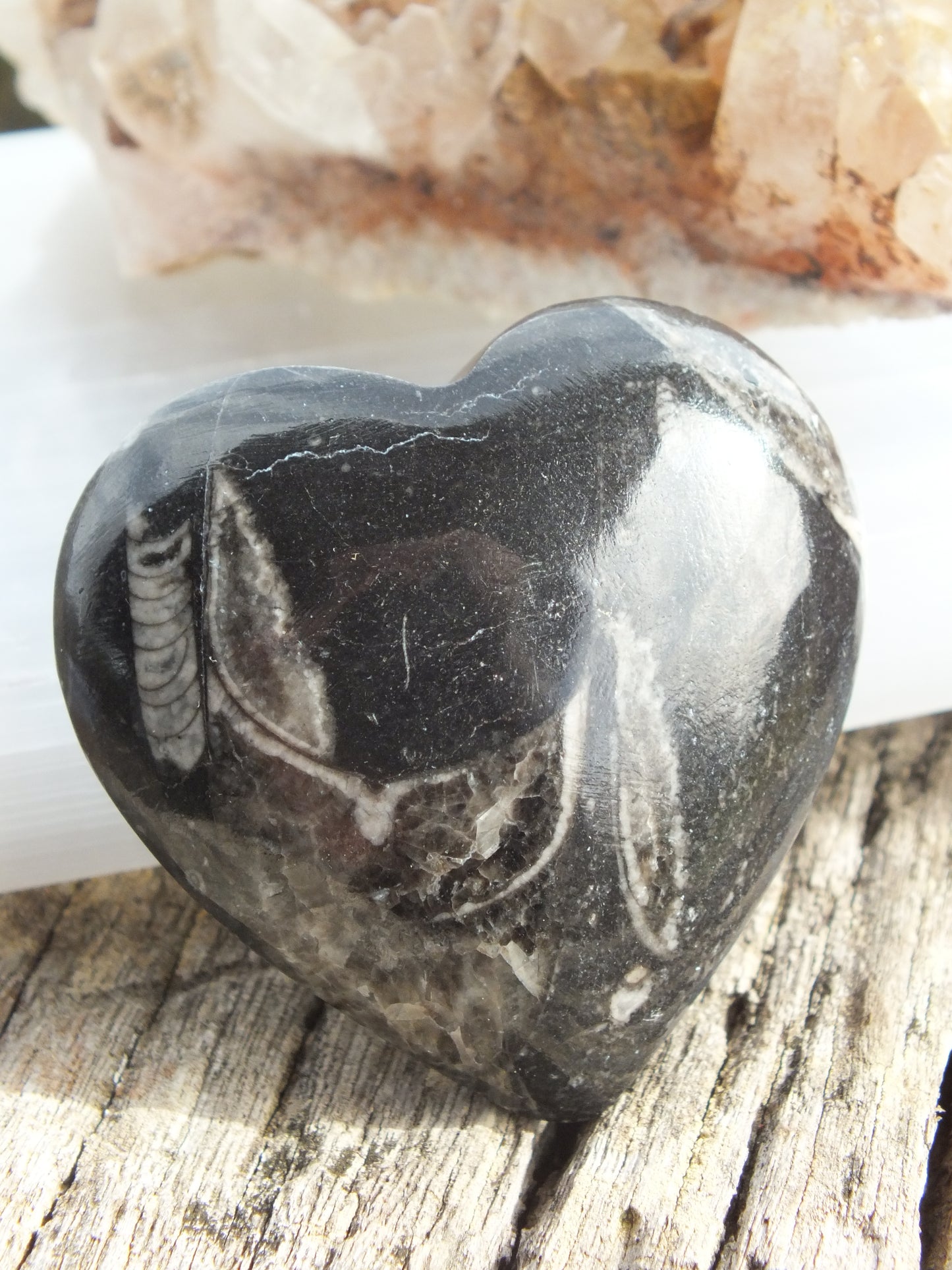 Orthoceras Heart