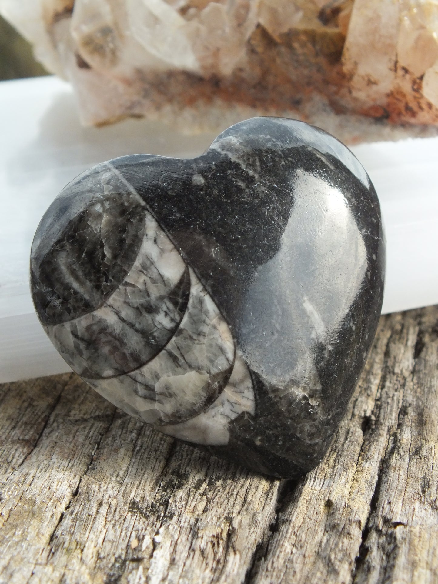 Orthoceras Heart