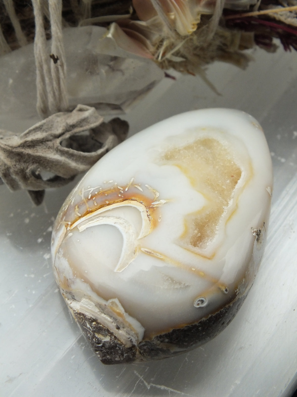 Agatized shell