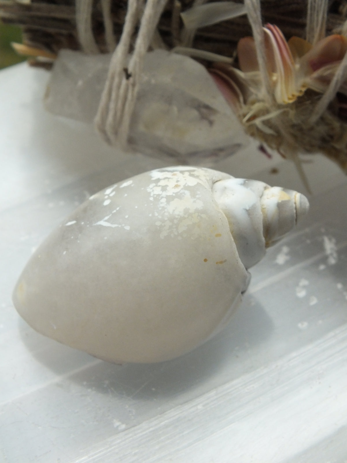 Agatized Shell