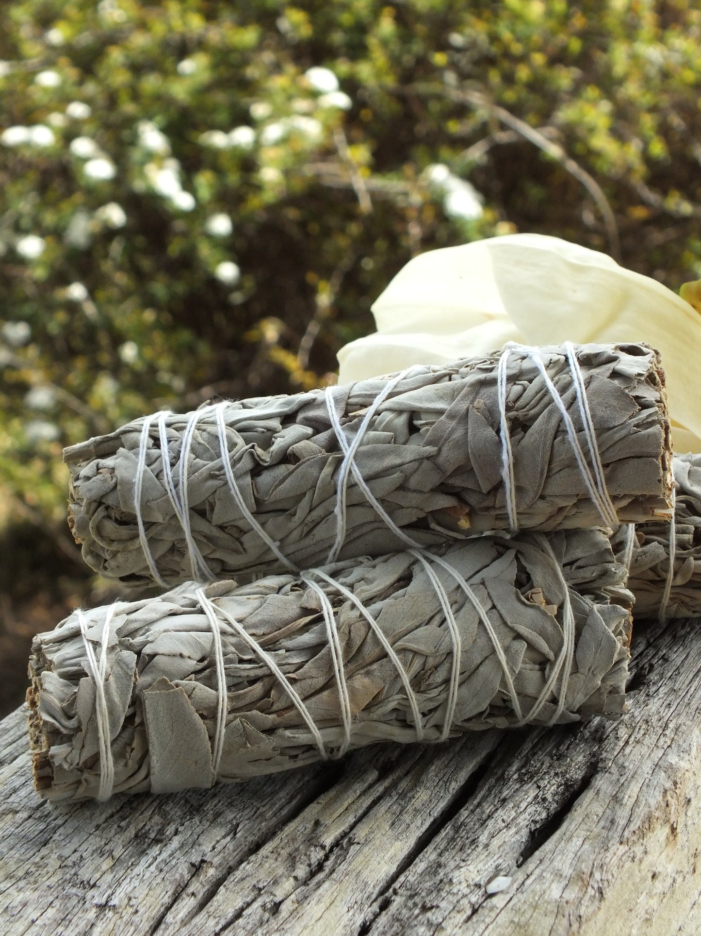 Californian White Sage Bundle (Medium)