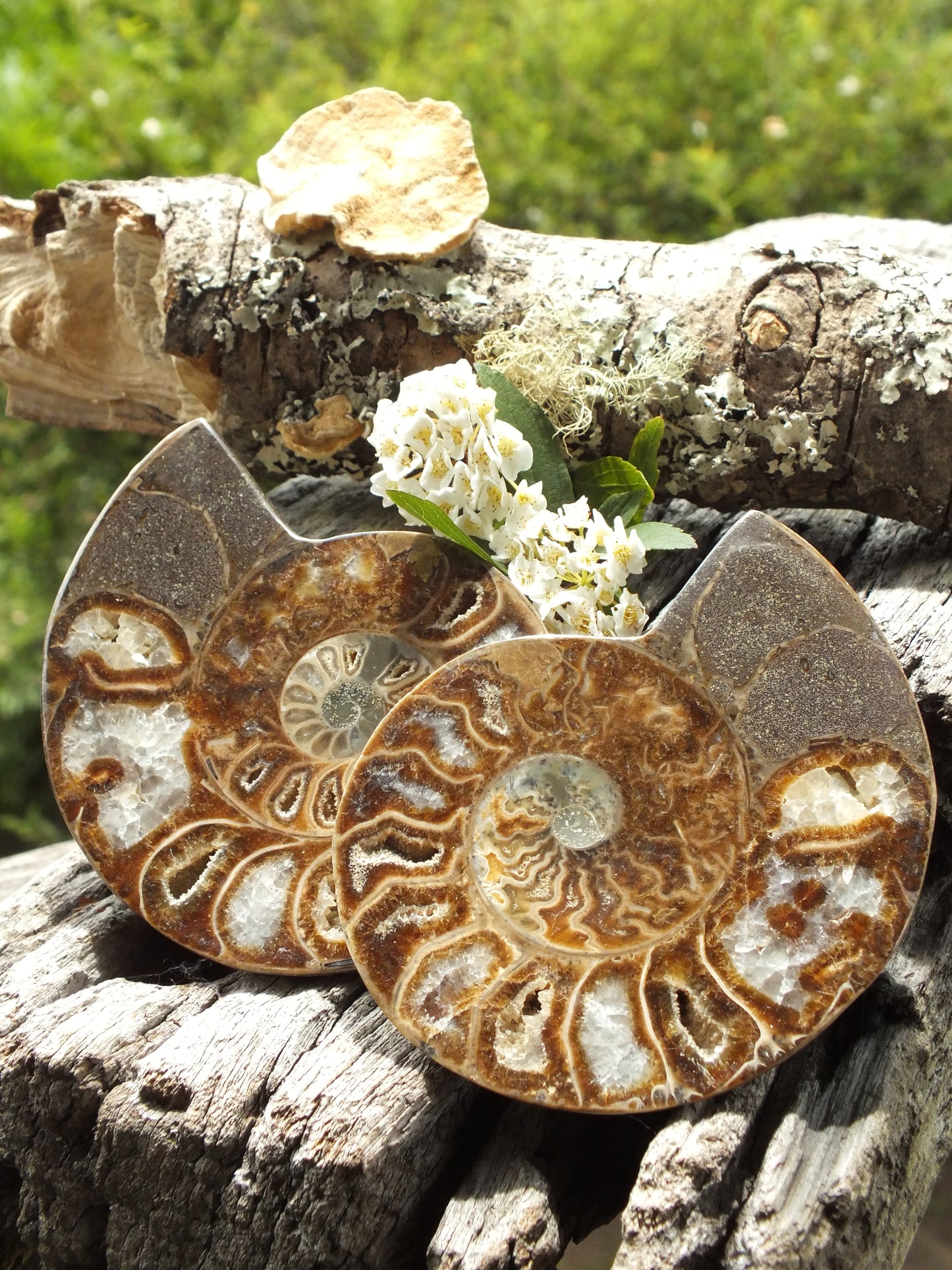 Stunning Ammonite Pair