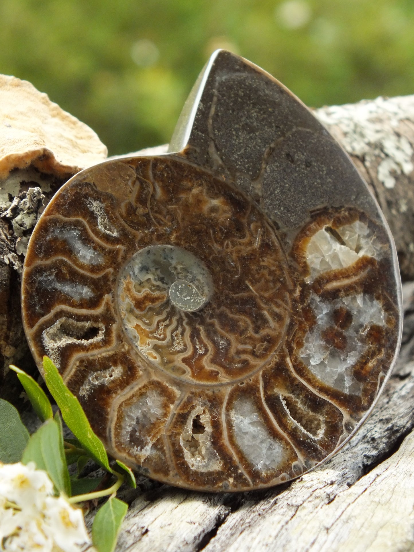 Stunning Ammonite Pair