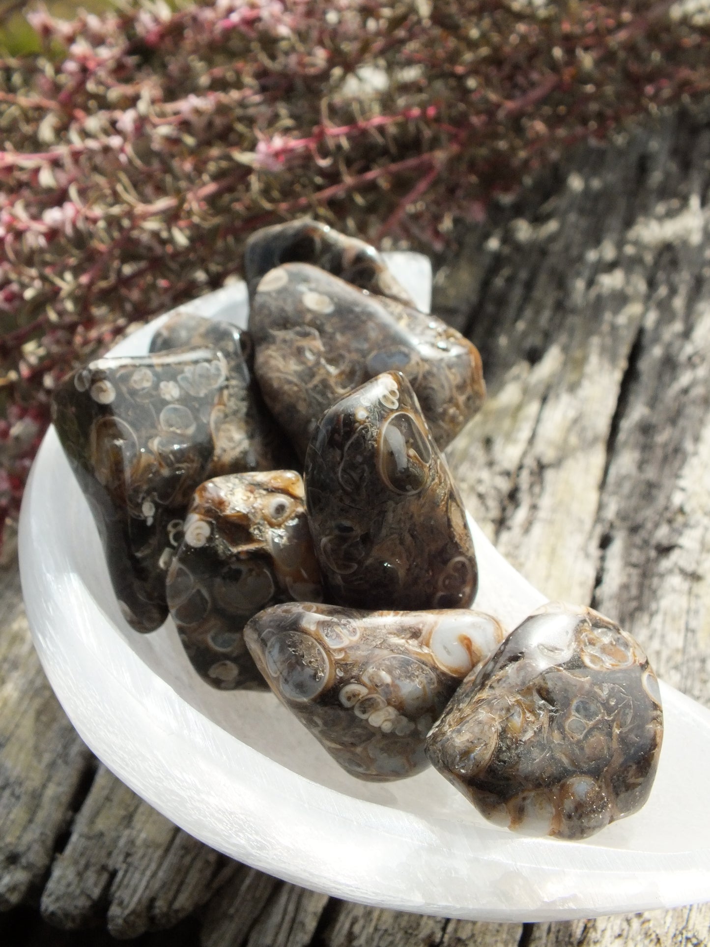 Turritella Agate Tumble Stone