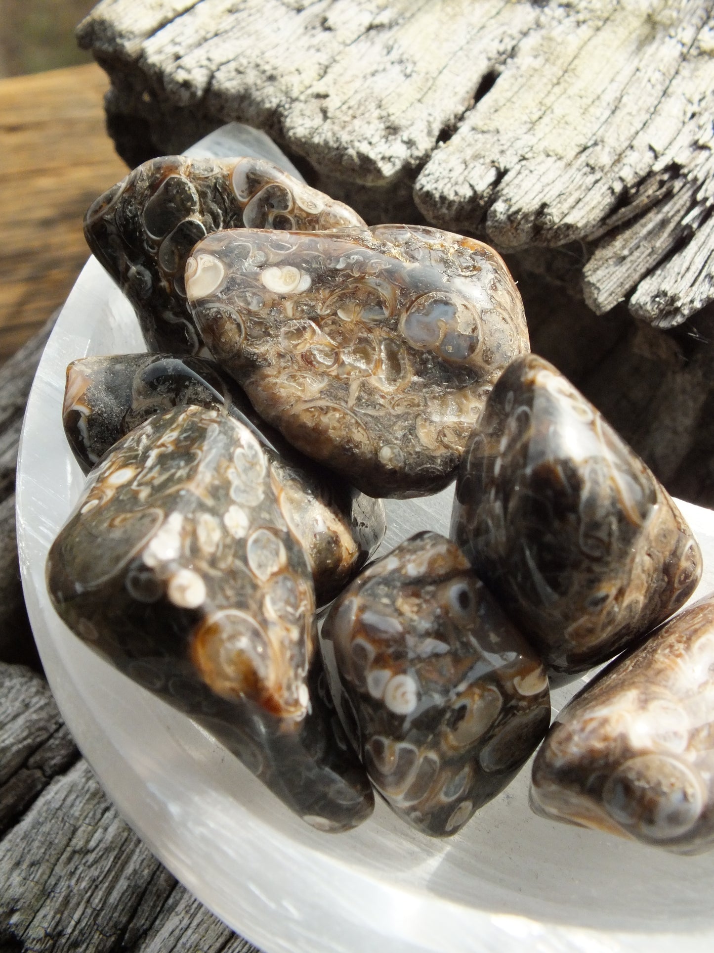 Turritella Agate Tumble Stone