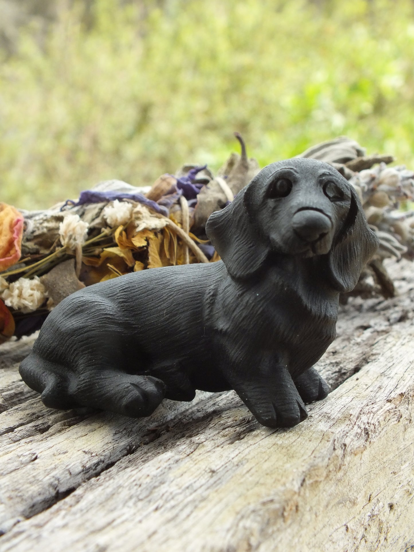 Obsidian Dachshund