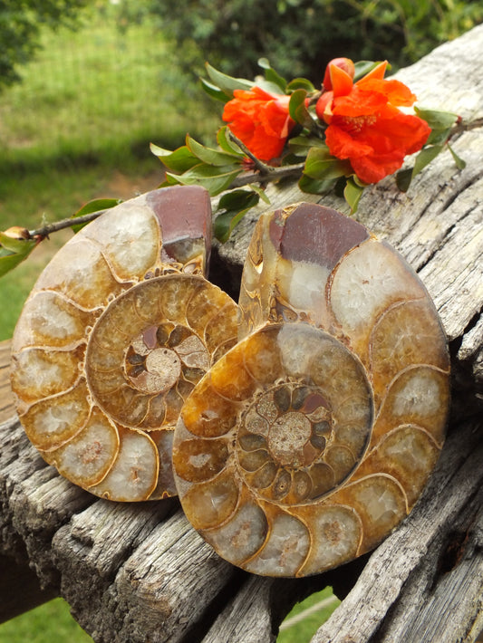 Beautiful Ammonite Pair