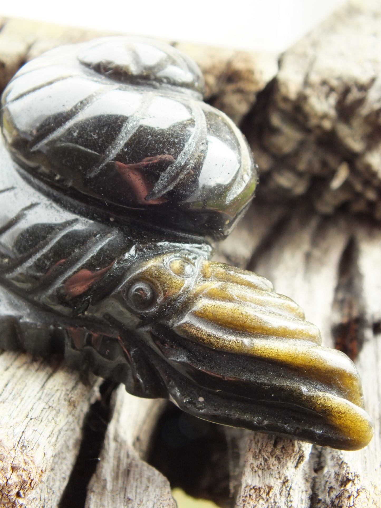 Gold Sheen Obsidian Nautilus