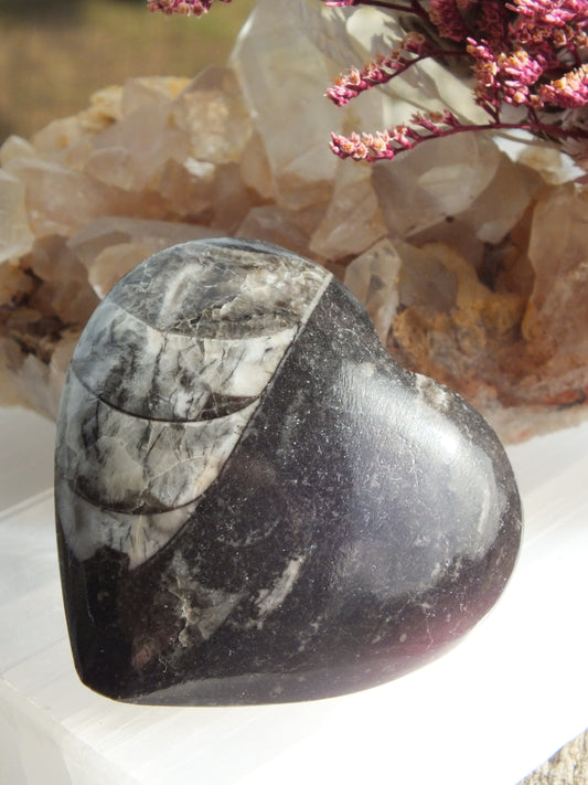 Orthoceras Heart