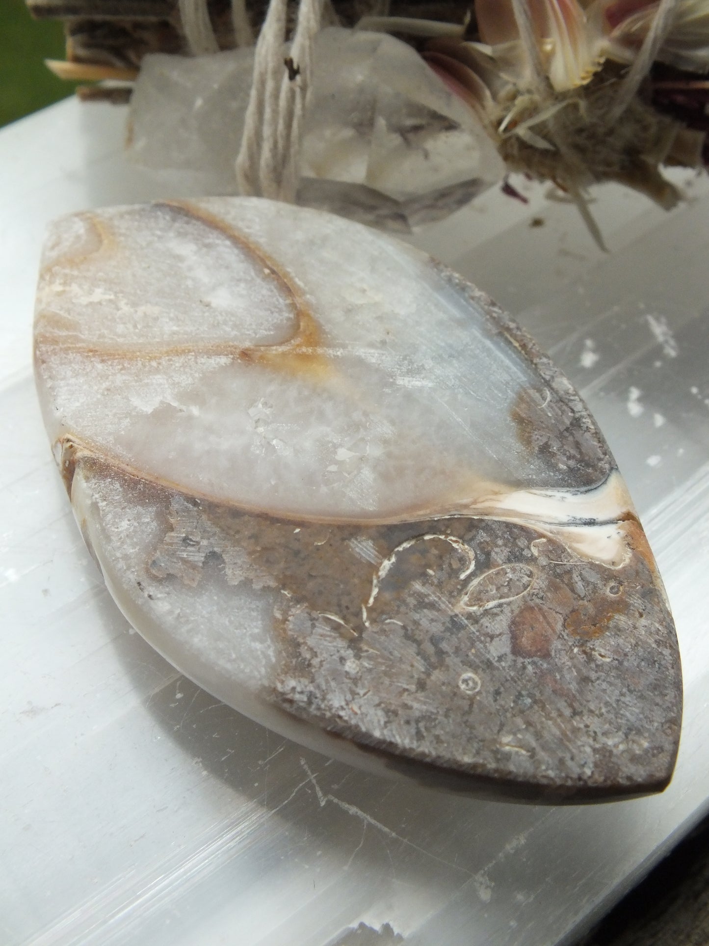 Agatized Shell