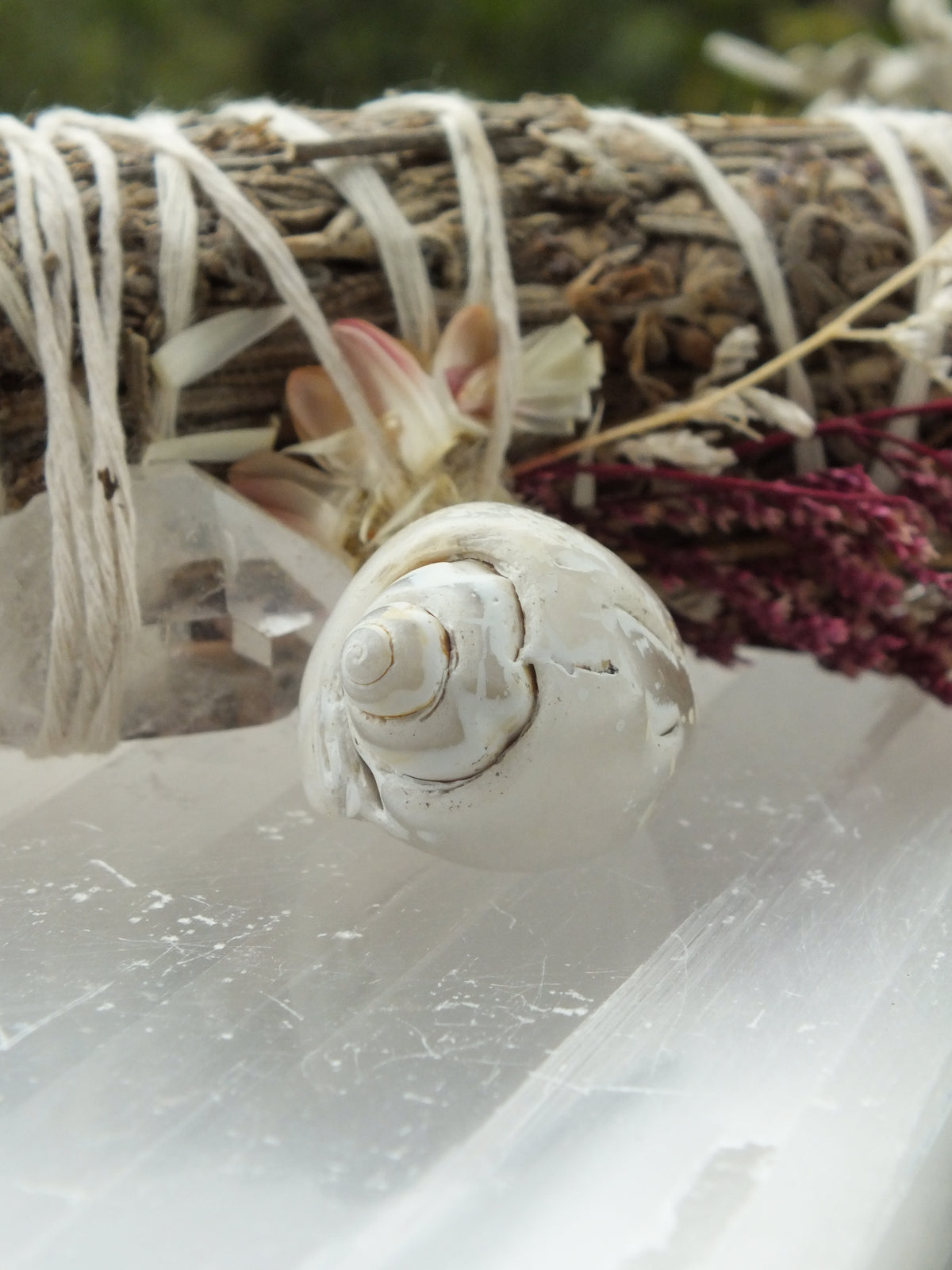 Agatized Shell