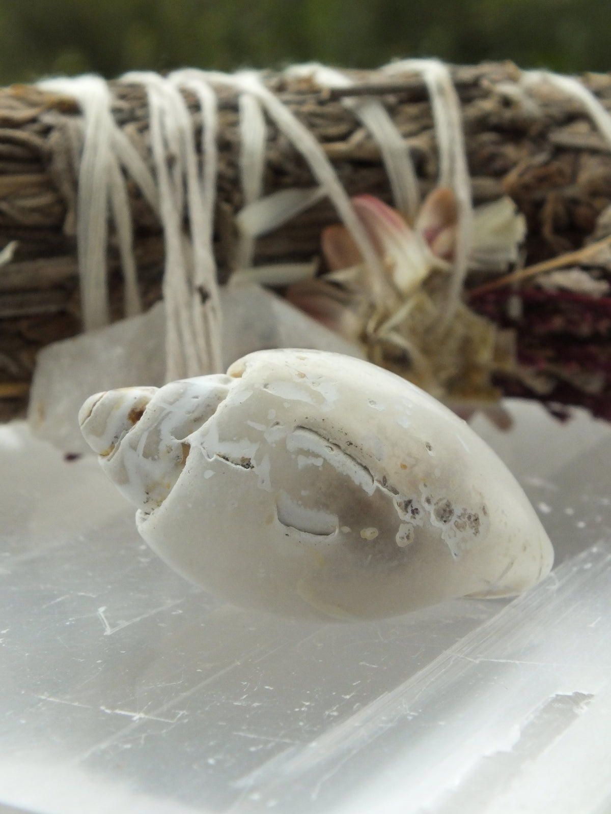 Agatized Shell