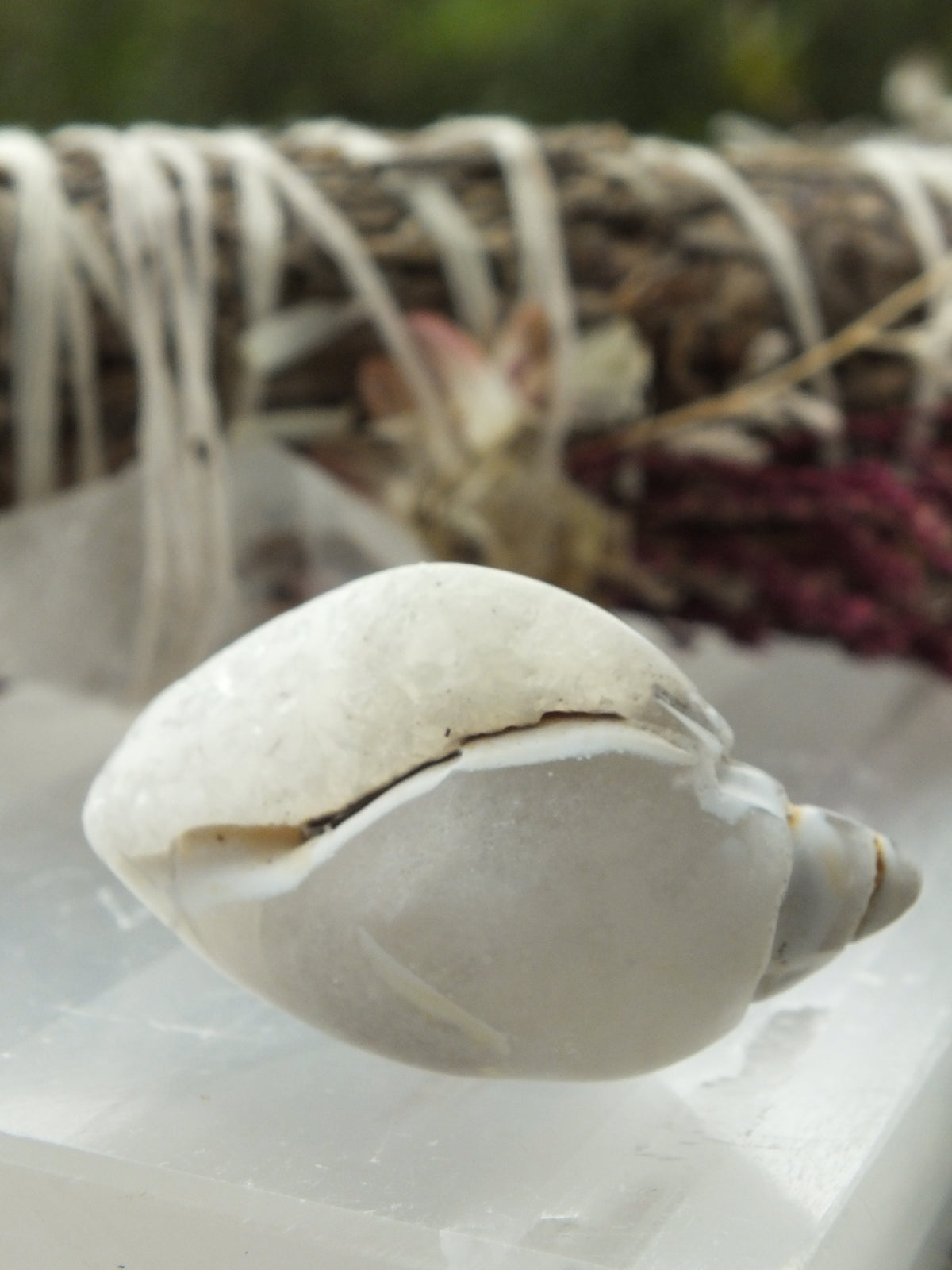 Agatized Shell