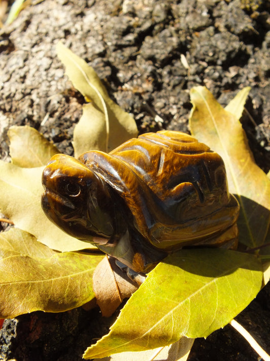 Tiger's Eye Tortoise