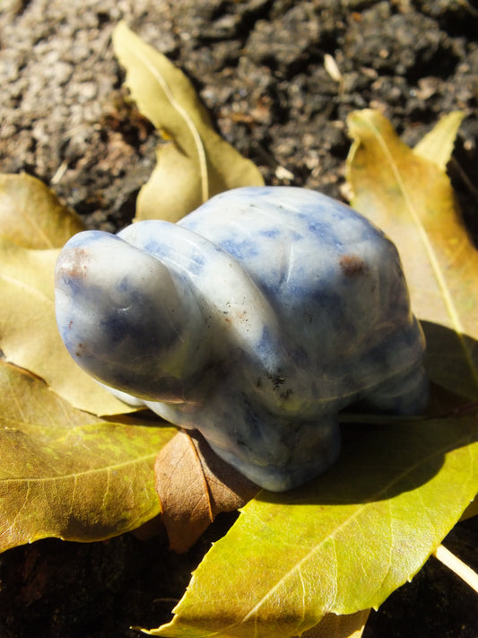 Sodalite Tortoise