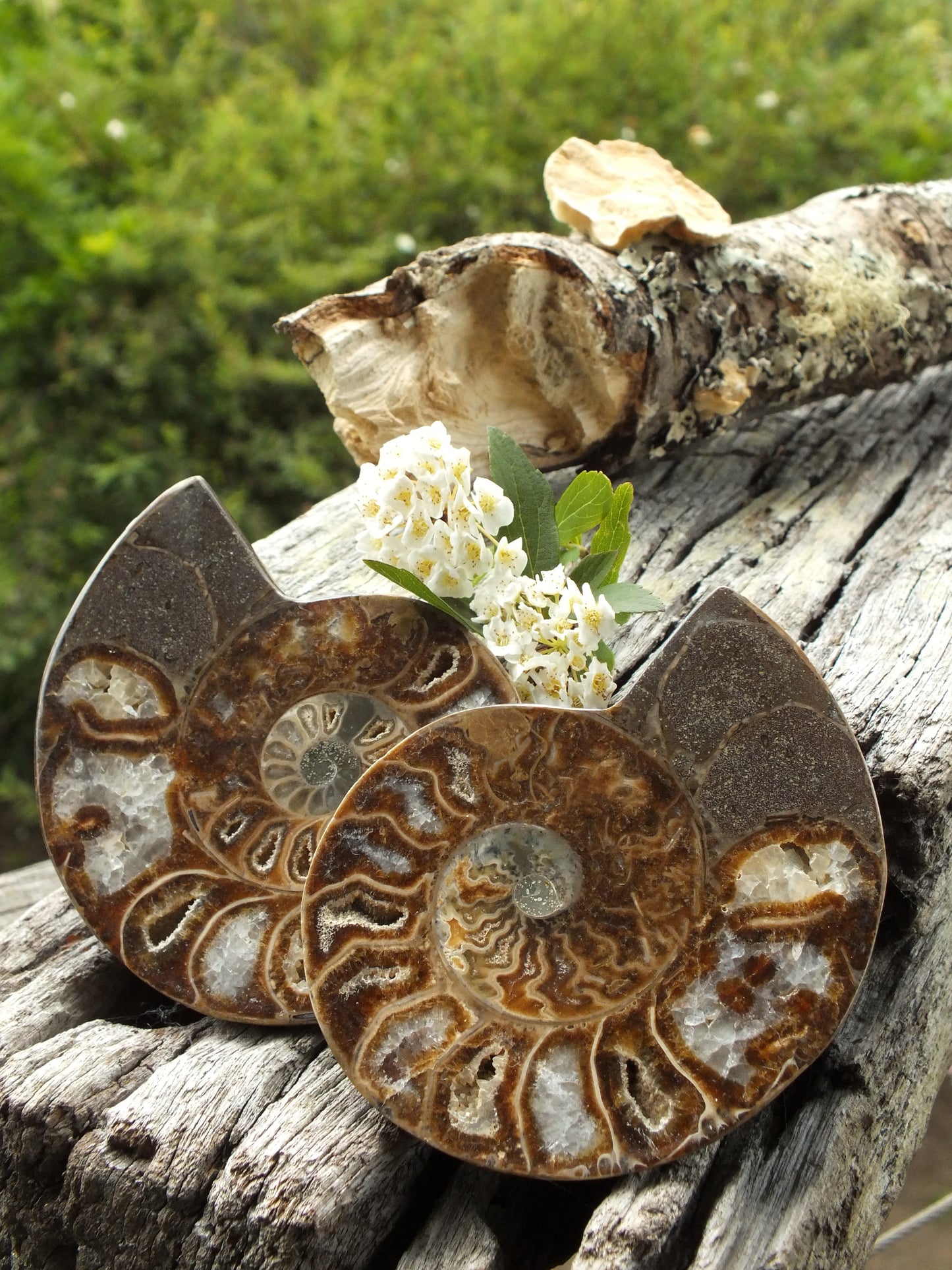 Stunning Ammonite Pair