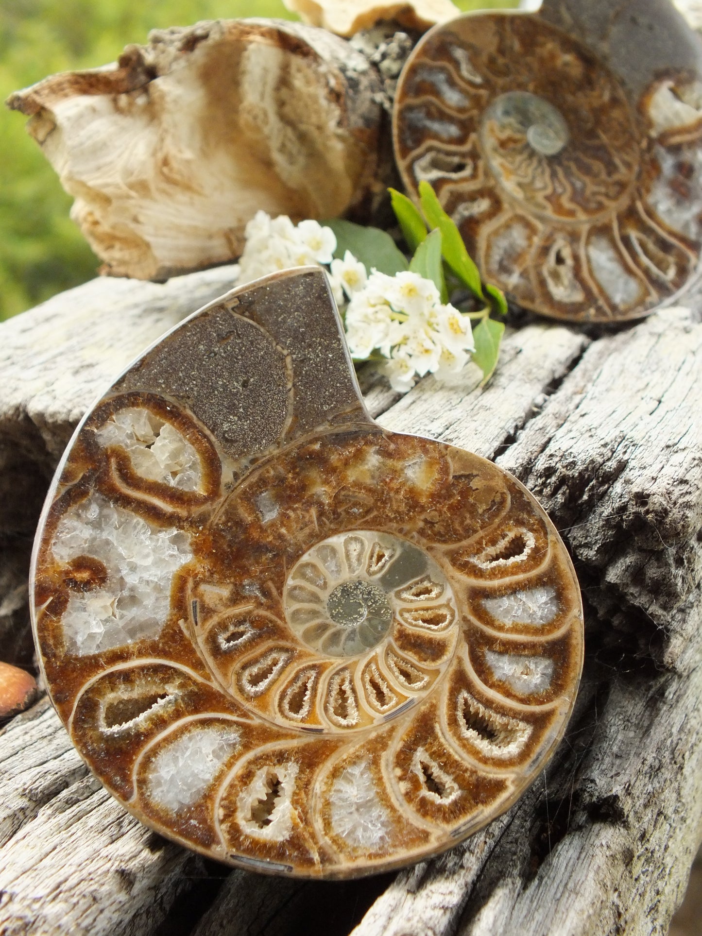 Stunning Ammonite Pair